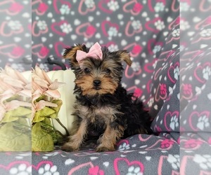 Yorkshire Terrier Puppy for sale in OXFORD, PA, USA