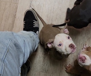 American Bully-American Staffordshire Terrier Mix Puppy for sale in COLUMBUS, OH, USA