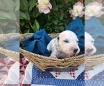 Small #15 Dalmatian