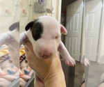 Small Photo #9 Miniature Bull Terrier Puppy For Sale in CORONA, CA, USA