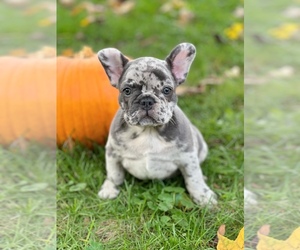 French Bulldog Puppy for sale in FEASTERVILLE TREVOSE, PA, USA