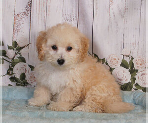 Bichpoo Puppy for sale in PENNS CREEK, PA, USA