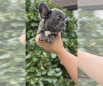 Small #1 French Bulldog