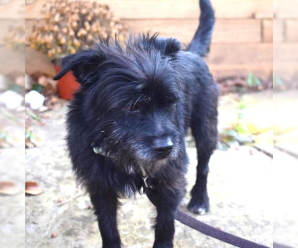 Medium Photo #2 Maltese-Unknown Mix Puppy For Sale in Cary, NC, USA