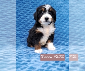 Miniature Bernedoodle Puppy for Sale in FREDERICKSBURG, Ohio USA