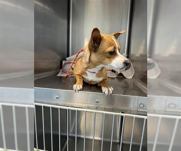 Medium Photo #1 Chihuahua-Unknown Mix Puppy For Sale in San Antonio, TX, USA