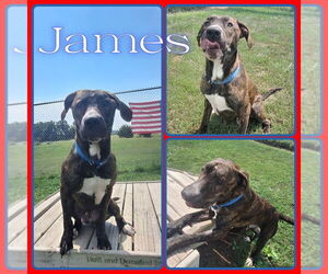 American Staffordshire Terrier Dogs for adoption in Pierceton , IN, USA