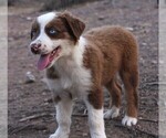 Puppy RTM Australian Shepherd