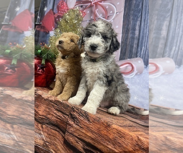 Medium Photo #39 Aussiedoodle Puppy For Sale in COMMERCE, MI, USA