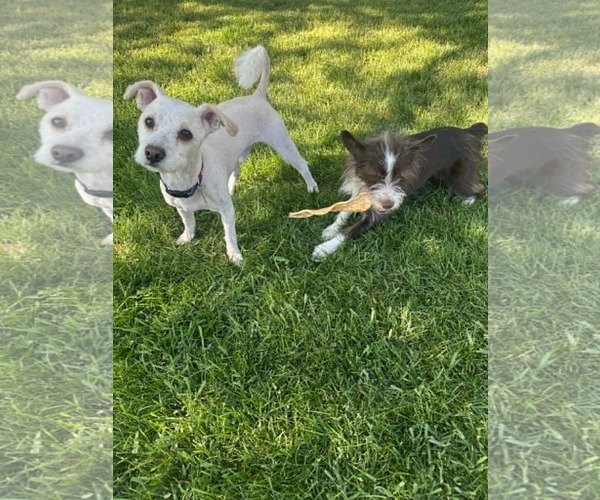 Medium Photo #3 Mutt Puppy For Sale in Sandy, UT, USA