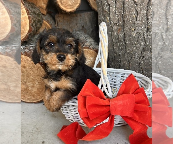 Medium Photo #2 King Schnauzer Puppy For Sale in MIDDLEBURY, IN, USA