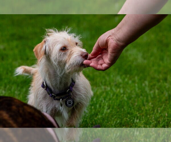 Medium Photo #4 Mutt Puppy For Sale in Princeton, MN, USA