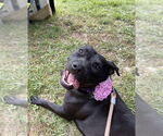 Small #1 American Pit Bull Terrier Mix