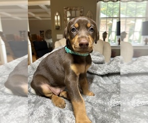 Doberman Pinscher Puppy for sale in JOHNSTOWN, PA, USA