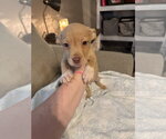 Small #6 American Staffordshire Terrier Mix