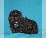 Small Photo #2 Shih-Poo Puppy For Sale in QUARRYVILLE, PA, USA