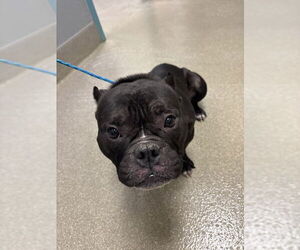 Mutt Dogs for adoption in Las Vegas, NV, USA