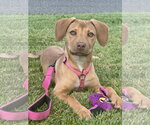 Butterscotch - Female Mutt Dog for Adoption - Small photo