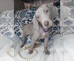 Small Photo #8 Weimaraner Puppy For Sale in LEWISBURG, KY, USA