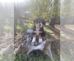 Small Photo #28 Australian Shepherd Puppy For Sale in FARMVILLE, VA, USA