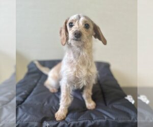 Dachshund-Unknown Mix Dogs for adoption in Studio City, CA, USA