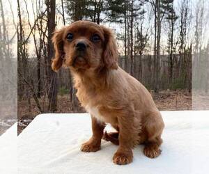 Cavalier King Charles Spaniel Puppy for sale in ORRTANNA, PA, USA