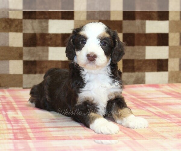 Medium Photo #2 Bernedoodle (Miniature) Puppy For Sale in DENVER, PA, USA