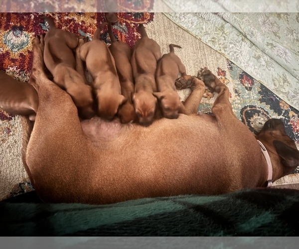 Medium Photo #18 Rhodesian Ridgeback Puppy For Sale in MADISON, GA, USA
