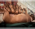 Small #17 Rhodesian Ridgeback