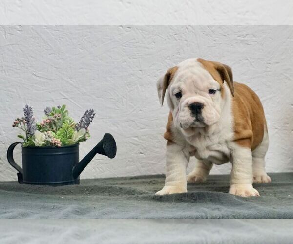 Medium Photo #3 English Bulldog Puppy For Sale in NAPPANEE, IN, USA