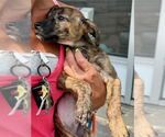 Small #5 Mutt