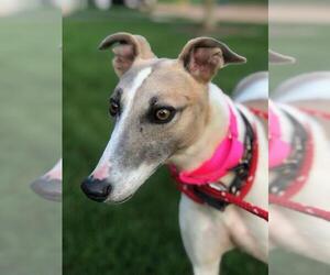 Greyhound Dogs for adoption in Cherry Hill, NJ, USA