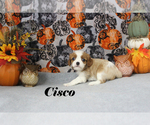 Small Photo #49 Cavalier King Charles Spaniel Puppy For Sale in CHANUTE, KS, USA