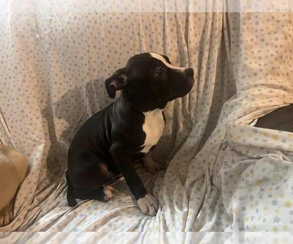 Medium Photo #1 American Pit Bull Terrier Puppy For Sale in BUFFALO, NY, USA