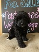 Small Photo #5 Portuguese Water Dog Puppy For Sale in CALHOUN, GA, USA