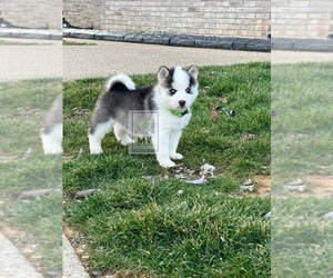 Pomsky Puppy for sale in MOUNT WASHINGTON, KY, USA