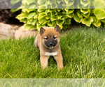 Small Photo #9 Shiba Inu Puppy For Sale in MILLERSBURG, IN, USA