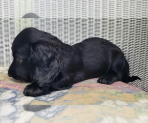 Dachshund Puppy for Sale in CANDLER, North Carolina USA