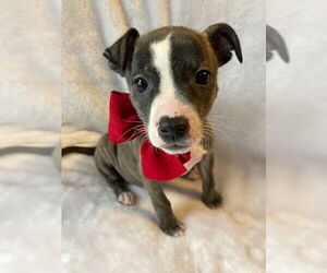 Mutt Dogs for adoption in Plainfield, IL, USA