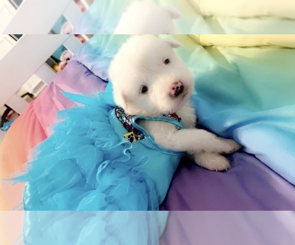 Medium Photo #6 Labrenees Puppy For Sale in VILLE PLATTE, LA, USA