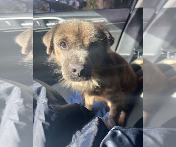 Medium Photo #2 Cocker Spaniel-Retriever  Mix Puppy For Sale in Sanford, FL, USA