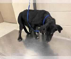 Labrador Retriever-Unknown Mix Dogs for adoption in Conroe, TX, USA