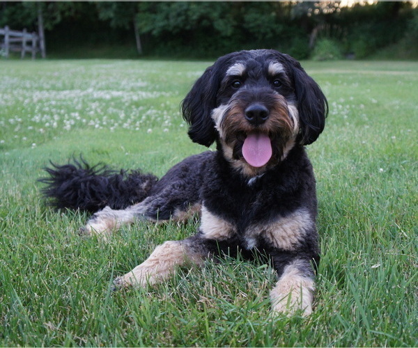 Medium Photo #1 Bernedoodle (Miniature) Puppy For Sale in MORA, MN, USA