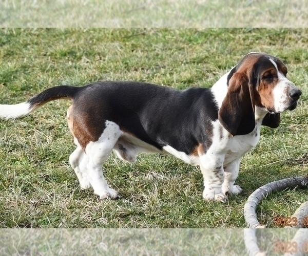 Medium Photo #1 Basset Hound Puppy For Sale in SEQUIM, WA, USA