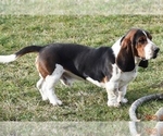 Small Photo #1 Basset Hound Puppy For Sale in SEQUIM, WA, USA