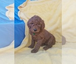 Small Photo #10 Poodle (Standard) Puppy For Sale in LOWELL, AR, USA