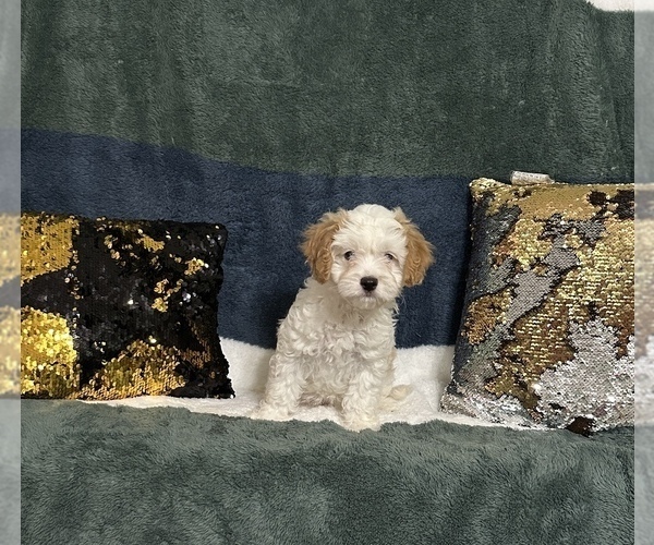 Medium Photo #1 Cavapoo (Miniature) Puppy For Sale in GREENVILLE, MO, USA