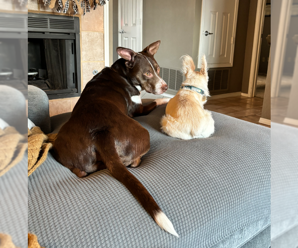 Medium Photo #4 American Staffordshire Terrier-Brittany Mix Puppy For Sale in McKinney, TX, USA