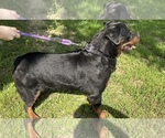 Small #5 Rottweiler