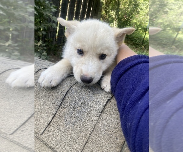 Medium Photo #18 Swiss Shepherd-Timber Wolf Mix Puppy For Sale in MAD RIVER, CA, USA